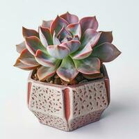 Graptoveria in a terracotta hexagonal pot with a speckled pattern in shades of purple AI Generated photo