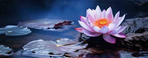 A pink flower floating on a rock photo