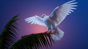 White dove on vivid background photo