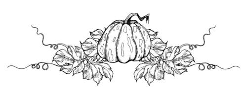 Hand drawn ink vector pumpkin gourd squash. Sketch illustration art for Thanksgiving, Halloween, harvest, farming. Isolated object, outline. Design for restaurant menu print, cafe, website, invitation