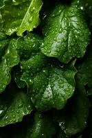 Kale leaves with water drops photo