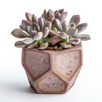Graptoveria in a terracotta hexagonal pot with a speckled pattern in shades of purple AI Generated photo