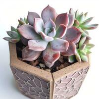 Graptoveria in a terracotta hexagonal pot with a speckled pattern in shades of purple AI Generated photo