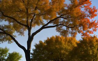 Tree concept background assorted scenic autumn trees by natural warm color leaves. photo