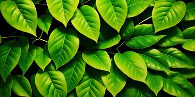 Leaf concept background display spring summer leaves texture details. photo