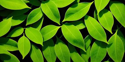 Leaf concept background display spring summer leaves texture details. photo