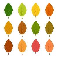 Set of twelve autumn leaves in different autumn colors. Vector illustration.