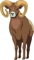 Big Horn Sheep on white background vector