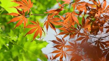 Fresh foliage of leafy birch tree on sky background swaying in the wind. video