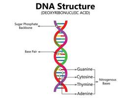 vector científico icono espiral de adn y ARN. un ilustración de el diferencias en el estructura de el adn y rna moléculas. imagen póster estructura rna y adn