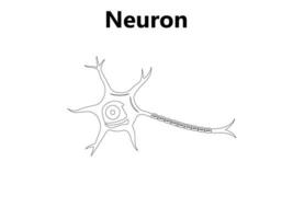 Human neuron structure. Brain neuron cell illustration. Synapses, myelin sheath, cell body, nucleus, axon and dendrites scheme. Neurology illustration vector