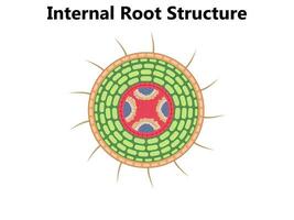 planta anatomía con estructura y interno lado ver partes contorno diagrama. educativo etiquetado botánica explicación con un cruzar sección para flor y hoja capas debajo el microscopio vector