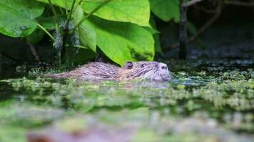 Swimming nutria muskrat beaver rat or river rat in garden pond or lake looking for food at water surface as invasive species in european waters with beever teeth grooming and eating in water as rodent video