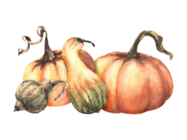 A fall set of ripe different coloured pumpkins. Autumn harvest vegetables. watercolor illustration design for your halloween, thanksgiving, cards, logos, prints, flyers. png