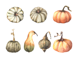 uma outono conjunto do maduro diferente colori abóboras. outono colheita legumes. aguarela ilustração Projeto para seu dia das Bruxas, Ação de graças, cartões, logotipos, impressões, panfletos. png