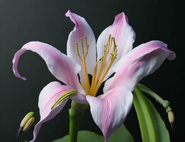 Lily, Beautiful Flower on White Background, AI Generated photo