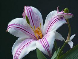 Lily, Beautiful Flower on White Background, AI Generated photo