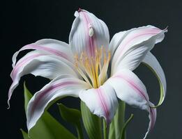 Lily, Beautiful Flower on White Background, AI Generated photo