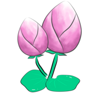 illustration of a two lotus flower png