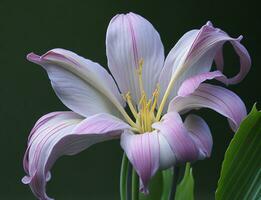 Lily, Beautiful Flower on White Background, AI Generated photo