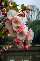 A tree with pink flowers in front of a red building photo