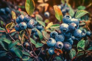 Blueberry bush closeup. Generate AI photo