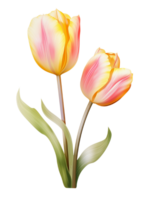 ai generativo aguarela colorida tulipa flor em transparente fundo png