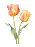 ai generativo aguarela colorida tulipa flor em transparente fundo png