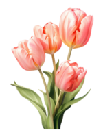 AI Generative watercolor colorful tulip flower on transparent background png