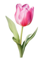 ai generatief waterverf kleurrijk tulp bloem Aan transparant achtergrond png
