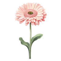 watercolor pastel gerbera flower isolation on transparent background png