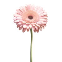 watercolor pastel gerbera flower isolation on transparent background png