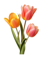 AI Generative watercolor colorful tulip flower on transparent background png