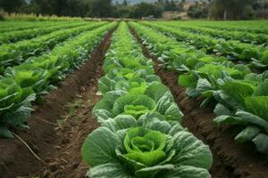 Cabbage lettuce field. Generate Ai photo