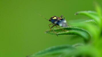 insecto insecto macro en un verde borroso antecedentes video