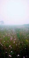 Gloomy Meadow, A dark and foreboding meadow landscape with a thick and colorful fog AI Generated photo