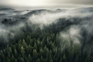 Forest with fog photo