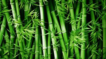 Green bamboo texture. Bamboo forest. Green grass in the sunshine. Bamboo tree leaf, plant stem. AI generated. photo