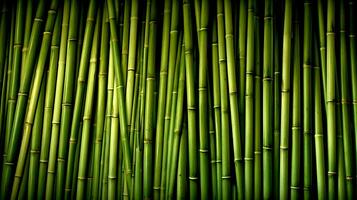 Green bamboo background. Oldham bamboo. photo