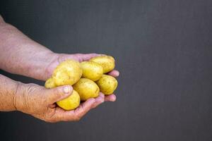 patatas en el manos de un mayor mujer. el concepto de amabilidad y generosidad. foto