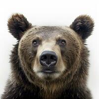 Close-up portrait of a wet bear on a white background. Generative AI. photo