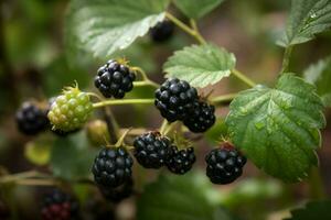 Garden blackberry. Generate Ai photo