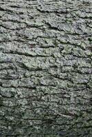 The bark of spruce has a diverse natural texture. photo