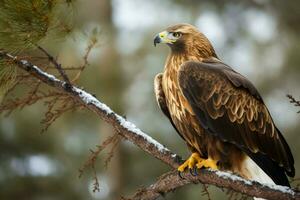 águila rama árbol invierno. generar ai foto