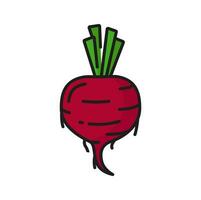 Whole beetroot, raw beet-root color line icon vector