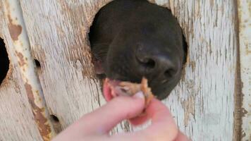 alimentado bloqueado el perro mediante el agujero. animal proteccion concepto. difícil tratamiento de mascotas. cerca arriba. video