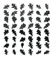 Set of vector silhouettes of a black shape of oak leaves