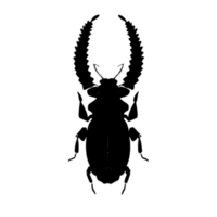 Beetle Silhouette Illustration PNG Transparent Background