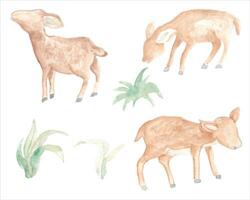 Baby Deer Watercolor Illustration Set vector