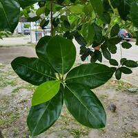 Green leaves in a tropical country under the hot sun. photo